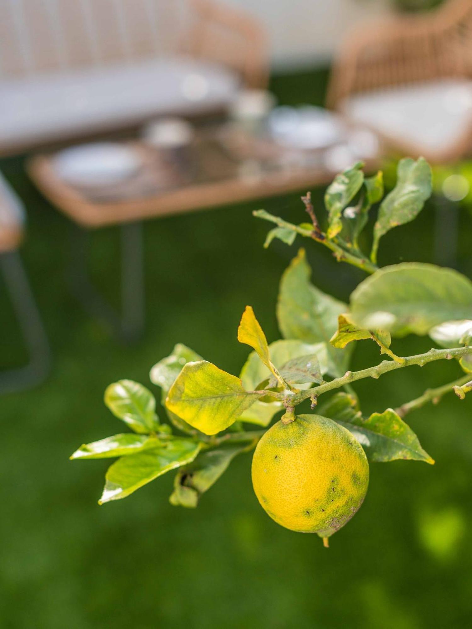 Lemon House - 400m From The - Wifi * Albufeira